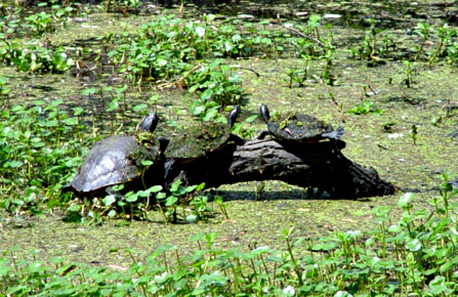 Barataria-Perserve-New-Orleans -Turtles